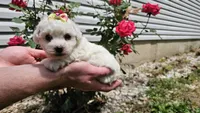 Candy, a male Bichon Frise for sale in Springfield, MO – 5 of 7