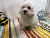 Rowen, a male Maltese for sale in Springfield, MO – 5 of 10