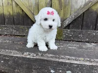 Penny, a female Bichon Frise for sale in Springfield, MO – 6 of 10