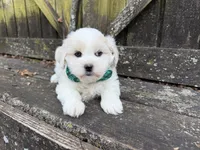 Teddy, a male Shichon for sale in Springfield, MO – 5 of 7