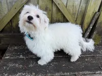 Ben, a male Maltese for sale in Springfield, MO – 7 of 9