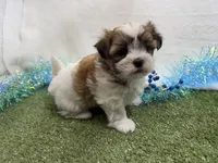 Luka, a male Mal Shi for sale in Springfield, MO – 9 of 9