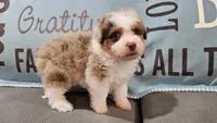 Toy size Clover blue eyes!!, a male Aussiedoodle for sale in Springfield, MO – 3 of 10