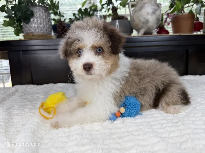 Toy size Clover blue eyes!! – Aussiedoodle puppy for sale in Springfield, MO