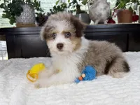 Toy size Clover blue eyes!!, a male Aussiedoodle for sale in Springfield, MO – 1 of 9