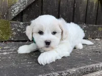 Teddy, a male Shichon for sale in Springfield, MO – 6 of 7