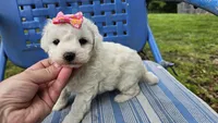 Cindy, a male Bichon Frise for sale in Springfield, MO – 4 of 8