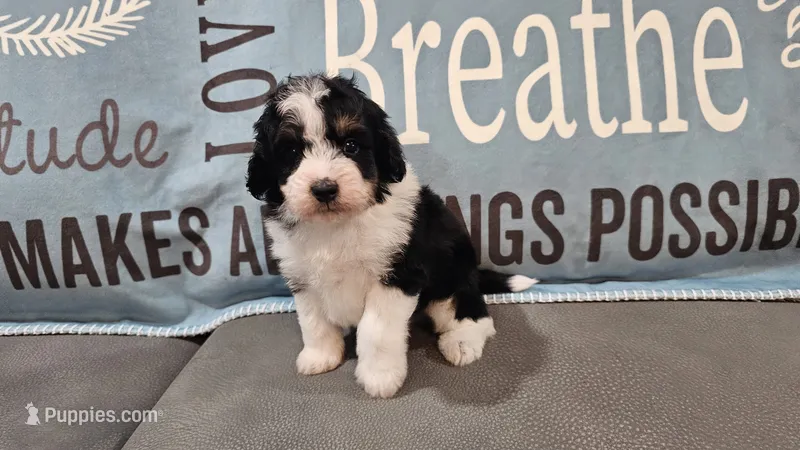 Toy size Carson – Aussiedoodle puppy for sale in Springfield, MO