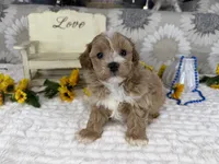 Isaiah , a male Havapoo for sale in Springfield, MO – 6 of 10
