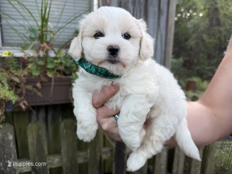 Teddy – Shichon puppy for sale in Springfield, MO