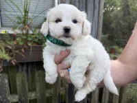 Teddy, a male Shichon for sale in Springfield, MO – 1 of 7