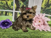 Lavender, a female Yorkshire Terrier for sale in Springfield, MO – Photo 5 of 8