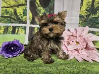 Lavender, a female Yorkshire Terrier for sale in Springfield, MO – Photo 3 of 8