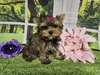 Lavender, a female Yorkshire Terrier for sale in Springfield, MO – Photo 4 of 8