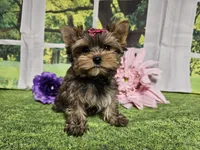 Lavender, a female Yorkshire Terrier for sale in Springfield, MO – Photo 1 of 8