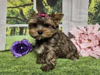 Lavender, a female Yorkshire Terrier for sale in Springfield, MO – Photo 7 of 8