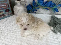 Keeton tiny toy size , a male Aussiedoodle for sale in Springfield, MO – 3 of 10