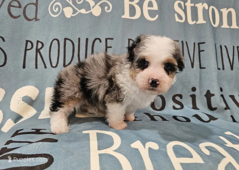 Toy size Conley blue eyes!!! – Aussiedoodle puppy for sale in Springfield, MO