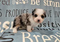 Toy size Conley blue eyes!!!, a male Aussiedoodle for sale in Springfield, MO – 1 of 10