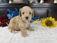 Jace, a male Havapoo for sale in Springfield, MO – 8 of 10