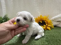 Lenny, a male Maltese for sale in Springfield, MO – 5 of 6