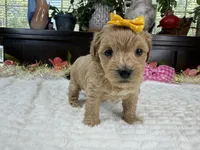 Cassy, a female Havapoo for sale in Springfield, MO – 10 of 10