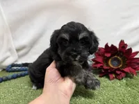 Dallas , a male Havanese for sale in Springfield, MO – 3 of 6
