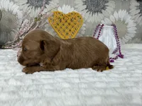 Zoe, a female Cavapoo for sale in Springfield, MO – 6 of 8