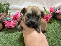 Molly, a female Havanese for sale in Springfield, MO – 2 of 8