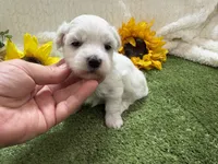 Lenny, a male Maltese for sale in Springfield, MO – 2 of 6