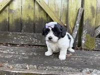 Lacey, a female Shichon for sale in Springfield, MO – 8 of 10
