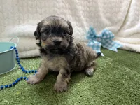 Sunny, a male Havanese for sale in Springfield, MO – 7 of 10