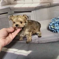 Ty, a male Yorkshire Terrier for sale in Springfield, MO – Photo 2 of 8