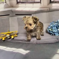 Ty, a male Yorkshire Terrier for sale in Springfield, MO – Photo 8 of 8