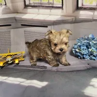 Ty, a male Yorkshire Terrier for sale in Springfield, MO – Photo 7 of 8