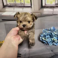 Ty, a male Yorkshire Terrier for sale in Springfield, MO – Photo 6 of 8