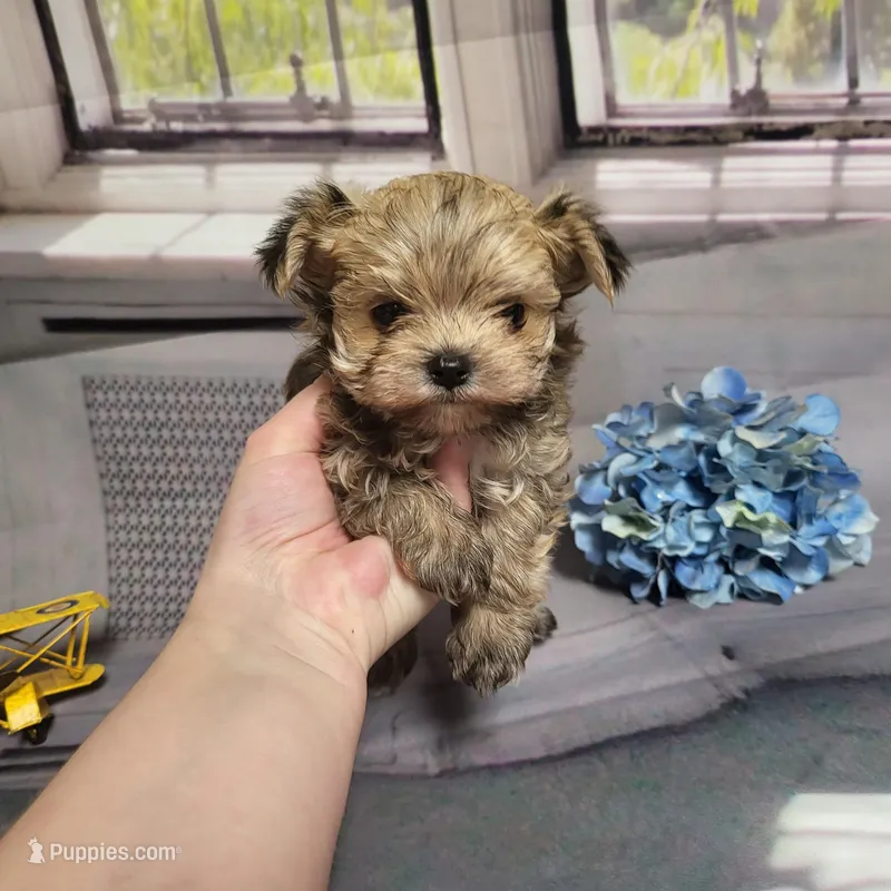Ty, a male Yorkshire Terrier for sale in Springfield, MO – Photo 1 of 8