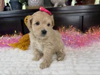 Angle, a female Havapoo for sale in Springfield, MO – 7 of 10