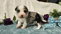Toy size Conley , a male Aussiedoodle for sale in Springfield, MO – 7 of 10