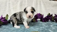 Toy size Conley , a male Aussiedoodle for sale in Springfield, MO – 3 of 10