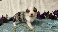 Toy size Conley , a male Aussiedoodle for sale in Springfield, MO – 8 of 10