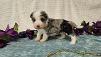 Toy size Conley , a male Aussiedoodle for sale in Springfield, MO – 4 of 10