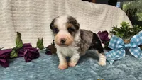 Toy size Conley , a male Aussiedoodle for sale in Springfield, MO – 2 of 10