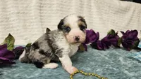 Toy size Conley , a male Aussiedoodle for sale in Springfield, MO – 10 of 10