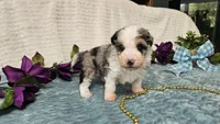 Toy size Conley , a male Aussiedoodle for sale in Springfield, MO – 6 of 10