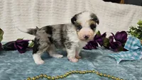 Toy size Conley , a male Aussiedoodle for sale in Springfield, MO – 1 of 10