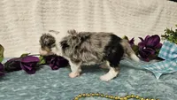 Toy size Conley , a male Aussiedoodle for sale in Springfield, MO – 5 of 10