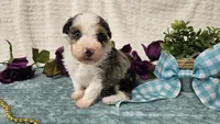 Toy size Conley , a male Aussiedoodle for sale in Springfield, MO – 9 of 10
