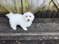 Rowen, a male Maltese for sale in Springfield, MO – 8 of 8