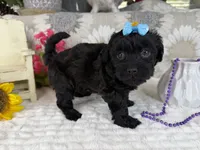 Isabella, a female Havapoo for sale in Springfield, MO – 9 of 10